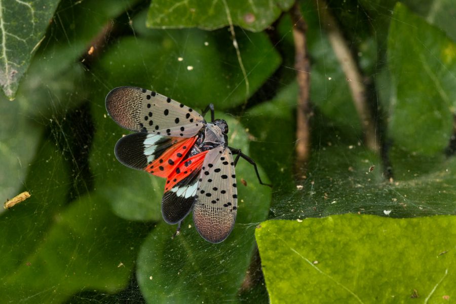 SLF-Spotted+Lanternfly+%28Lycorma+delicatula%29+adult+winged%2C+in+Pennsylvania%2C+on+July+20%2C+2018.+USDA-ARS+Photo+by+Stephen+Ausmus.